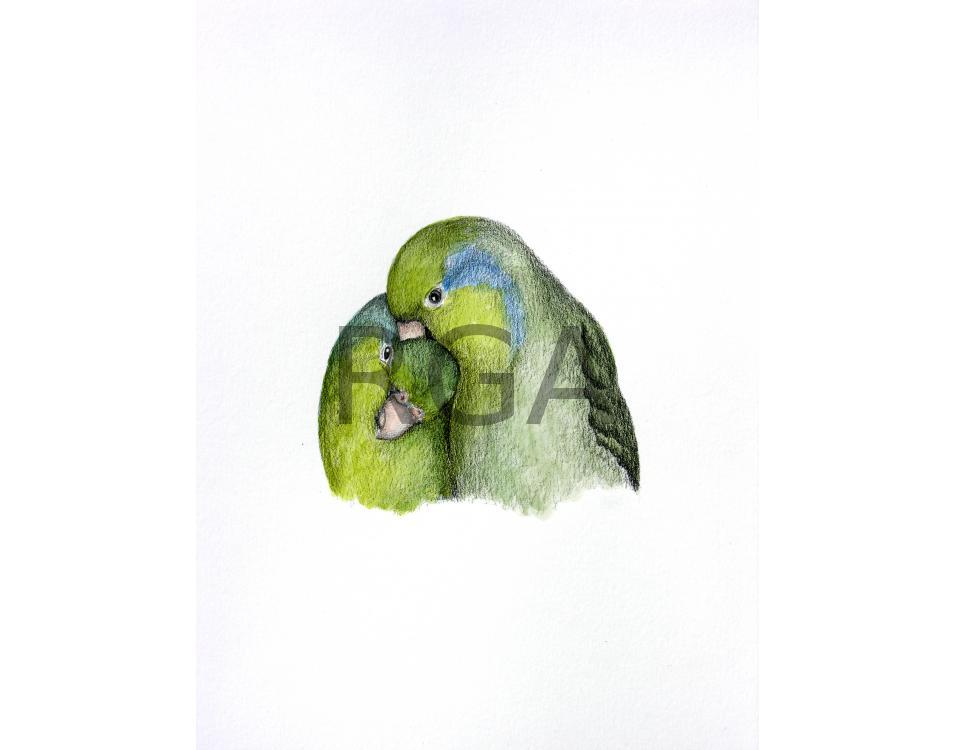 Parrotlet Pair